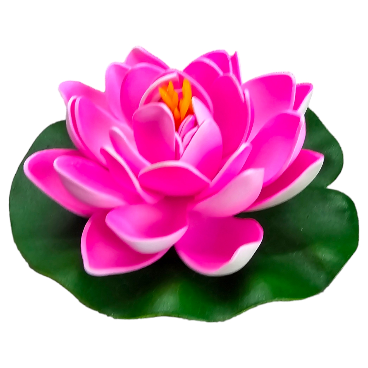 Lotus Pink Lotus Pink